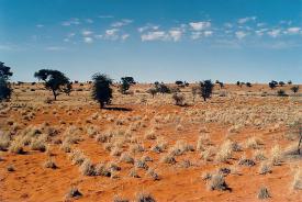 Kalahari in Namibia<br />Author: Elmar Thiel
