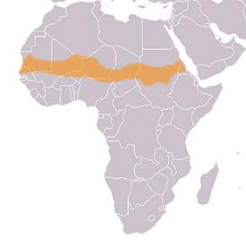 Le Sahel (en orange)<br />Source: Wikipedia.org