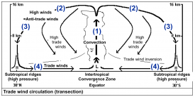 Trade winds cross-section<br />Source: Forkel