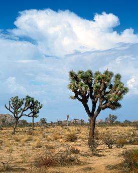 Mojave Desert scene in Joshua Tree National Park