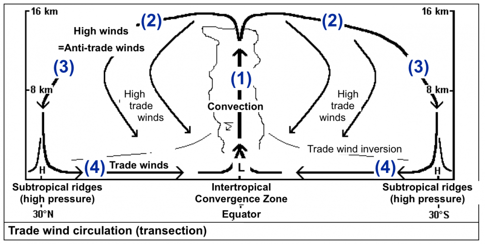 Diagrama De Ventos Predominantes